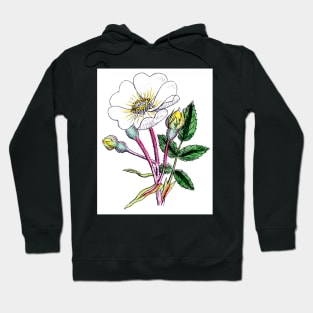 Wild Rose-This is a vintage print Circa 1800-1900 Hoodie